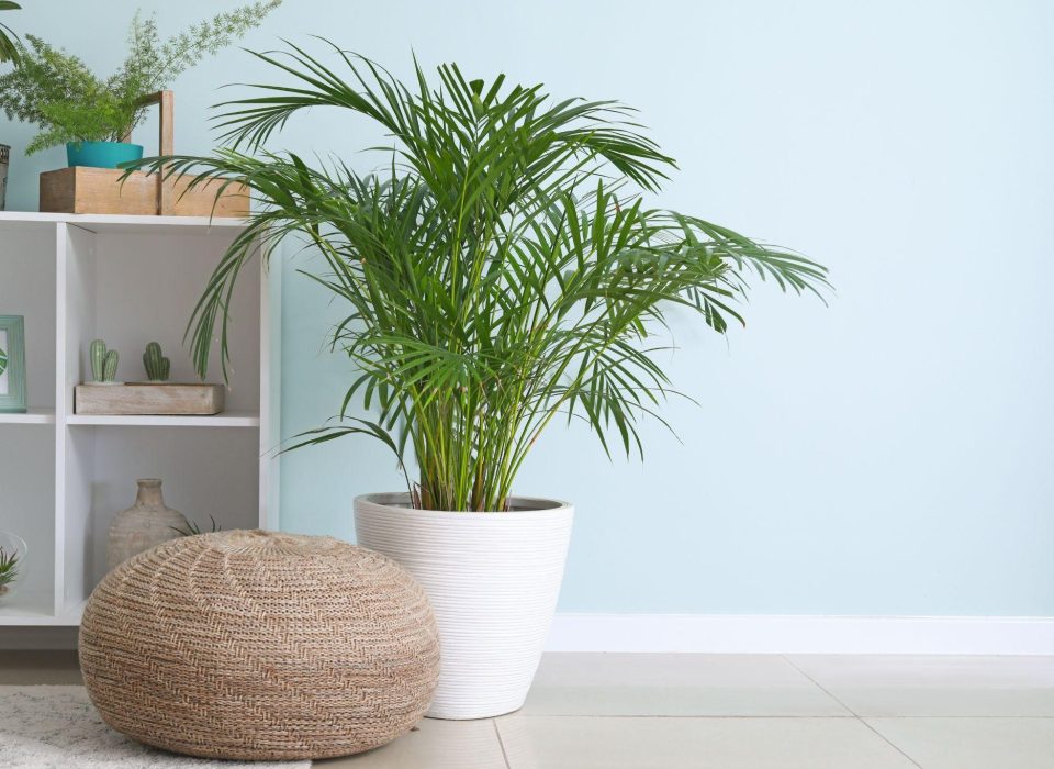 Aprenda a decorar o seu apartamento com plantas